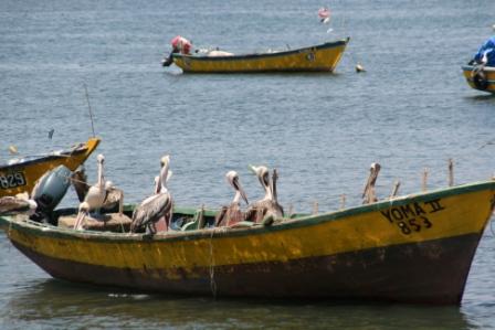 Pelikane besetzen ein Boot